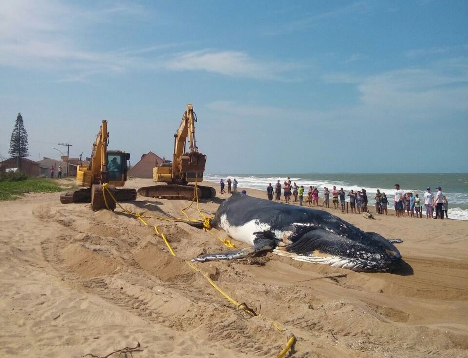 Foto de Ossos de baleia que encalhou em Barra Velha vão ser levados para museu
